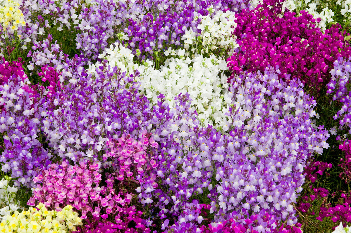 2000 NORTHERN LIGHTS Mix SNAPDRAGON Linaria Maroccana Flower Seeds