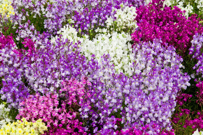 2000 NORTHERN LIGHTS Mix SNAPDRAGON Linaria Maroccana Flower Seeds