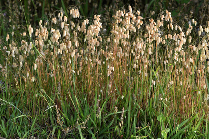 100 QUAKING GRASS (Rattlesnake Grass) Briza Maxima Seeds