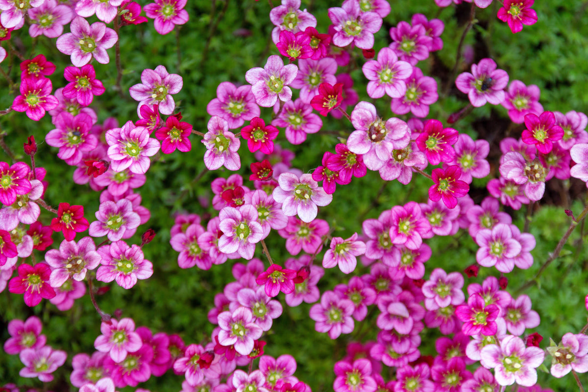 50 ROSE ROBE SAXIFRAGA Arendsii Mossy Rockfoil Evergreen Flower Seeds