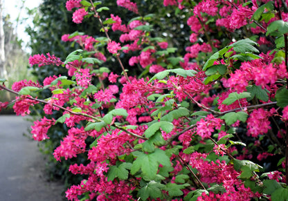 25 RED FLOWERING CURRANT Ribes Sanguineum aka Blood Currant Edible Fruit Blue Black Berries Shrub Seeds
