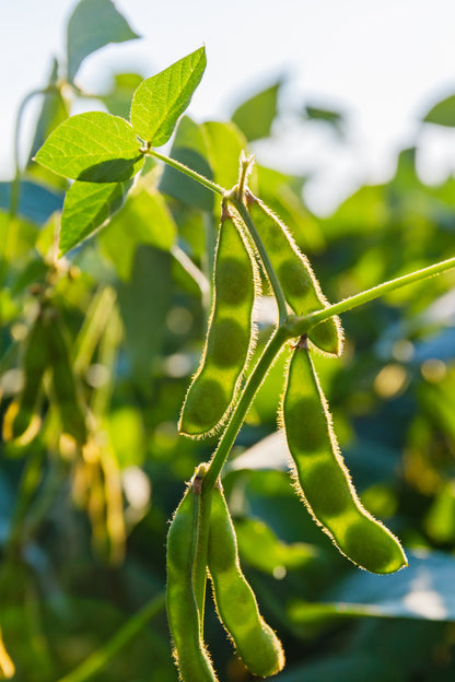 20 Edamame Green ENVY SOYBEAN Glycine Max Soy Bean Vegetable Seeds