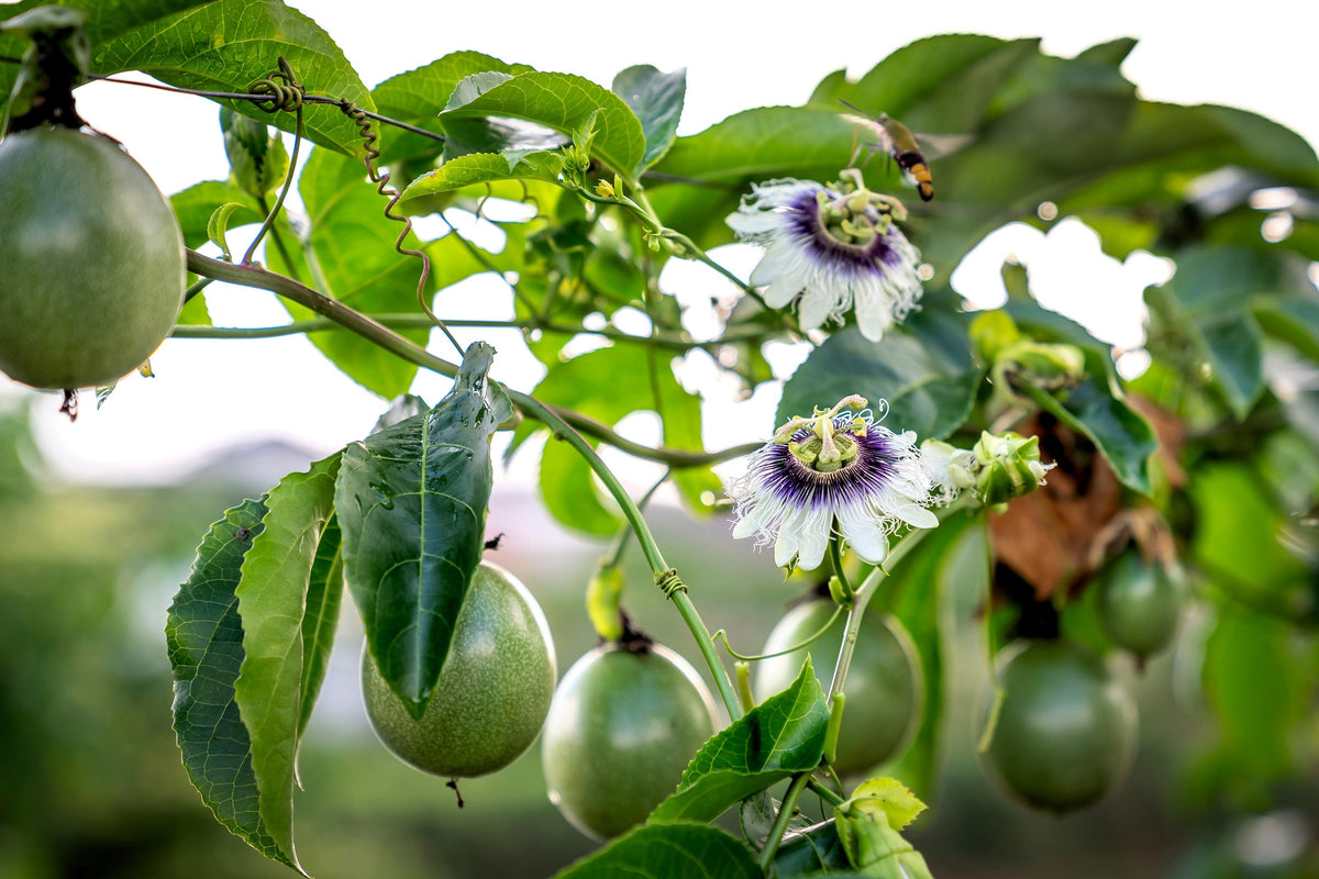 20 PURPLE PASSION FRUIT Passionflower Granadilla Passiflora Edulis Flower Vine Seeds