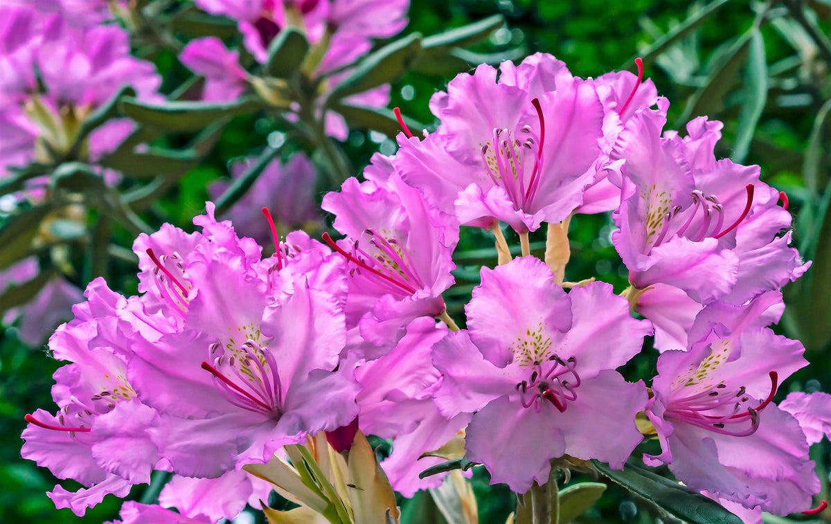 50 MIXED HYBRIDS RHODODENDRON spp. Mixed Colors - Red, Pink, Purple, White, Yellow, Orange Flower Sun or Shade Bush Shrub Seeds