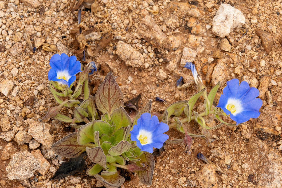 25 BLUE CHILEAN BELLFLOWER Nolana Paradoxa Succulent Ground Cover Flower Seeds