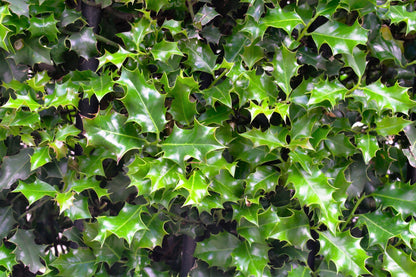 40 AMERICAN HOLLY Ilex Opaca Tree Shrub Evergreen Red Berry Seeds - aka White Holly, Prickly Holly, Christmas Holly, Yule Holly