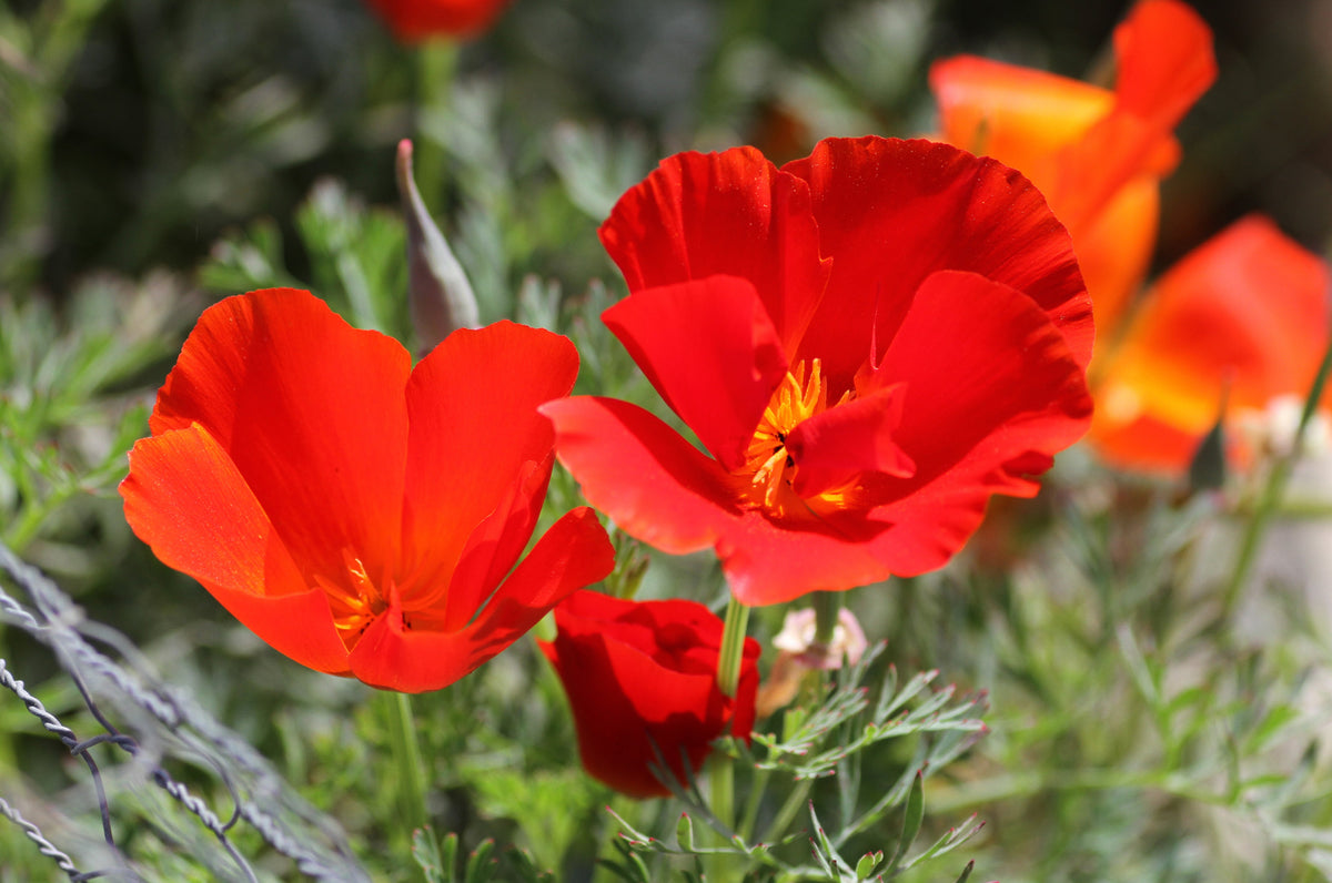 1000 MIXED Colors CALIFORNIA POPPY (Ballerina / Mission Bells) Eschscholzia Californica Flower Seeds