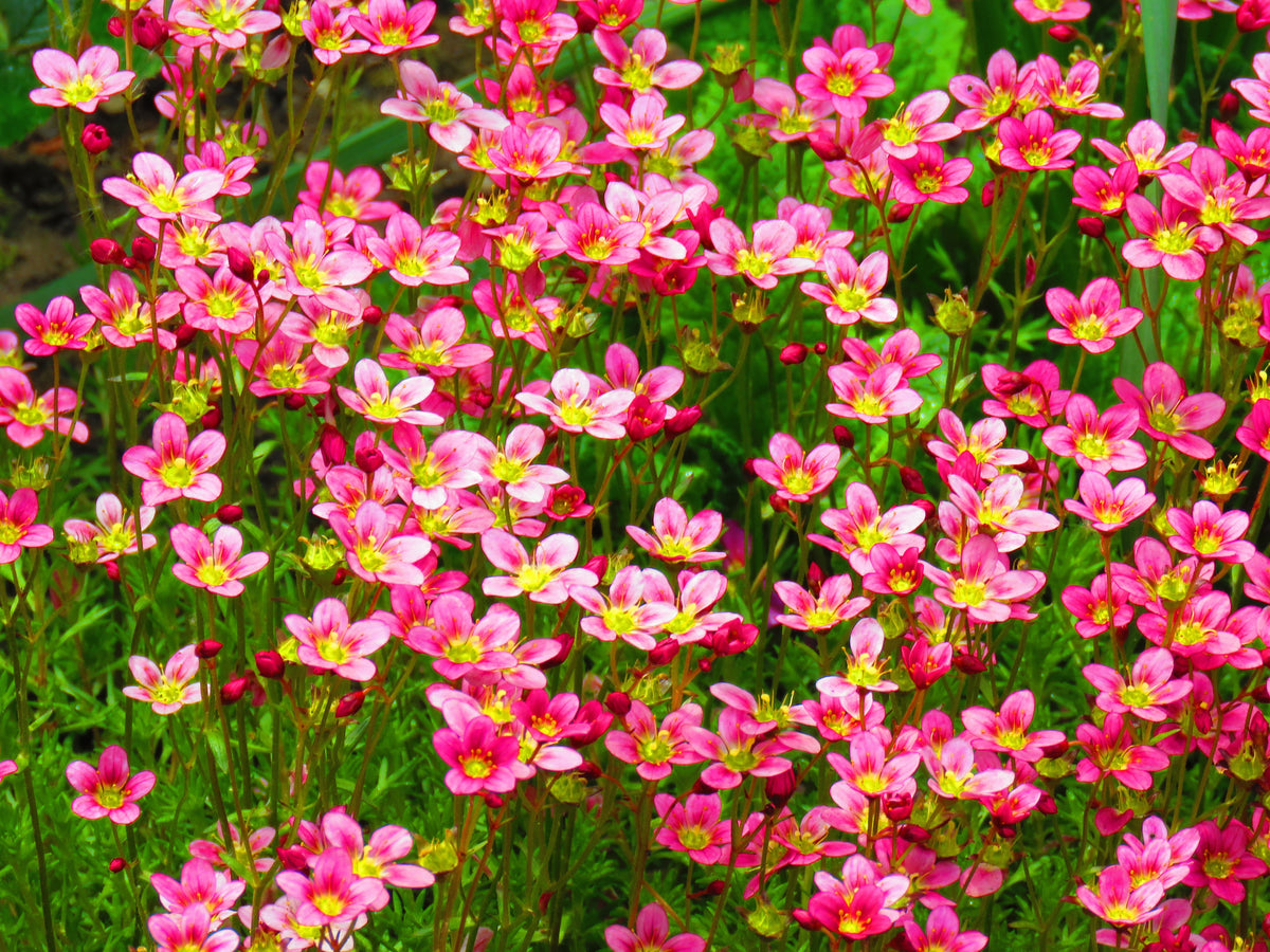 50 ROSE ROBE SAXIFRAGA Arendsii Mossy Rockfoil Evergreen Flower Seeds