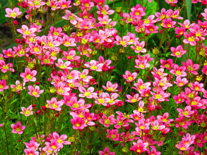 50 ROSE ROBE SAXIFRAGA Arendsii Mossy Rockfoil Evergreen Flower Seeds