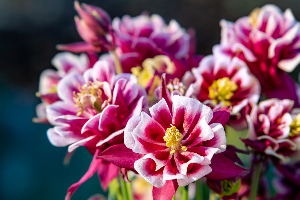 50 Double WINKY ROSE & White COLUMBINE Aquilegia Vulgaris Flower Seeds