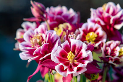 50 Double WINKY ROSE & White COLUMBINE Aquilegia Vulgaris Flower Seeds