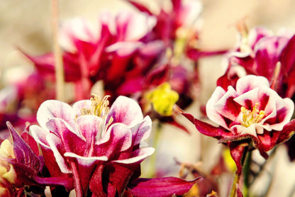 50 Double WINKY ROSE & White COLUMBINE Aquilegia Vulgaris Flower Seeds
