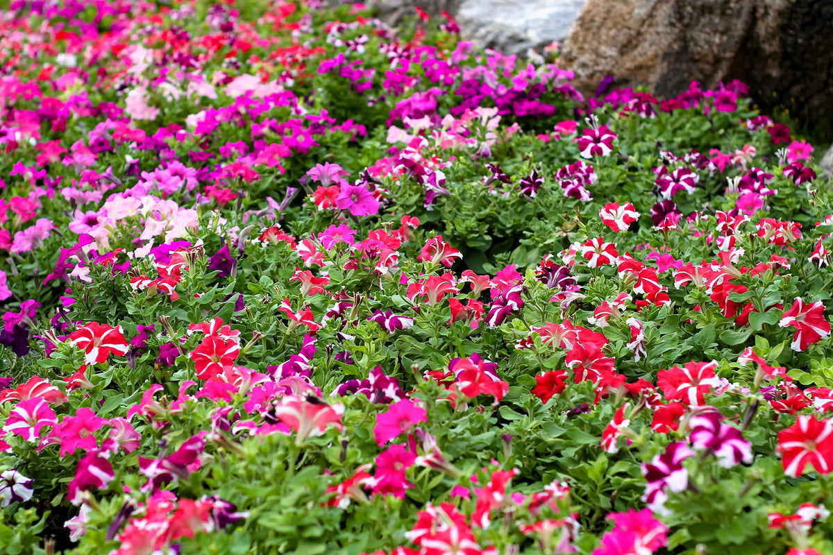 100 STAR MIX PETUNIA Mixed Colors Petunia Violacea Flower Seeds Red Blue Purple