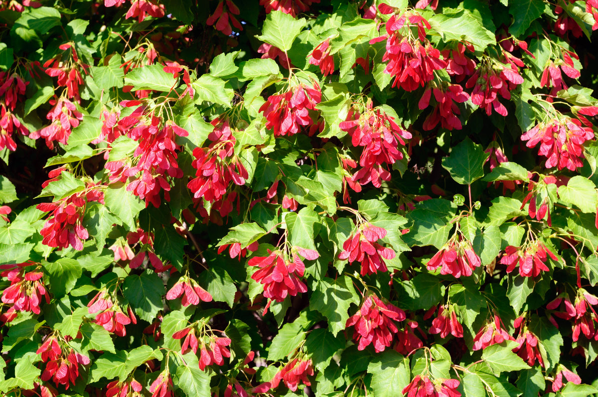 20 Tatarian FLAME MAPLE TREE Red Acer Tataricum Seeds