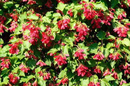 20 Tatarian FLAME MAPLE TREE Red Acer Tataricum Seeds
