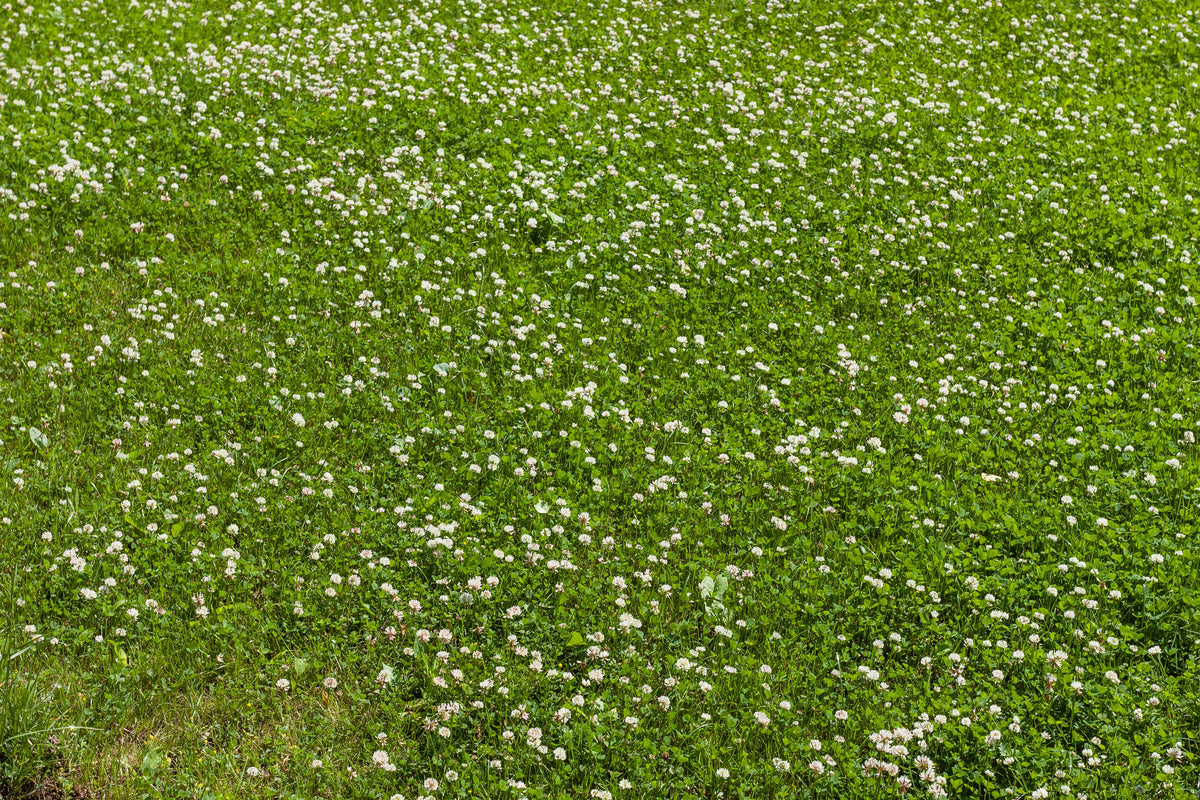 2000 MICROCLOVER Dwarf Miniature Trifolium Repens White Flower Clover Lawn Seeds
