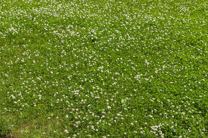 2000 MICROCLOVER Dwarf Miniature Trifolium Repens White Flower Clover Lawn Seeds