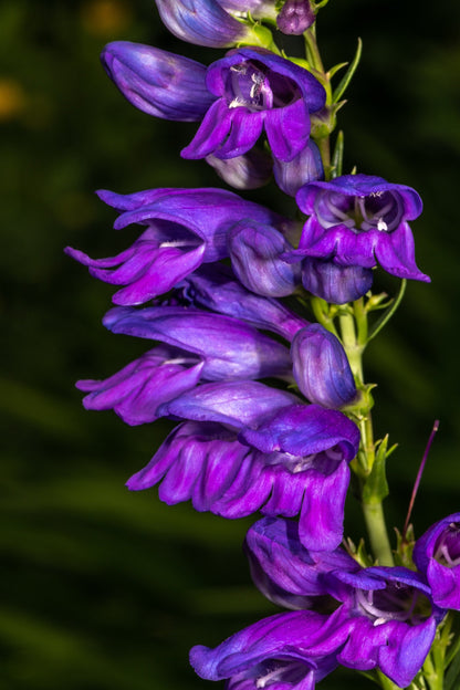 250 NATIVE MIX Beardtongue PENSTEMON Grandiflorus, Strictus, Cobaea, Palmeri, Digitalis, Pallidus - Pink White Blue Purple Flower Seeds