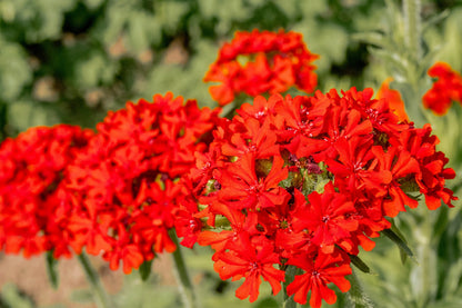 70 RED LYCHNIS Chalcedonica Campion Silene Maltese Cross Flower Seeds