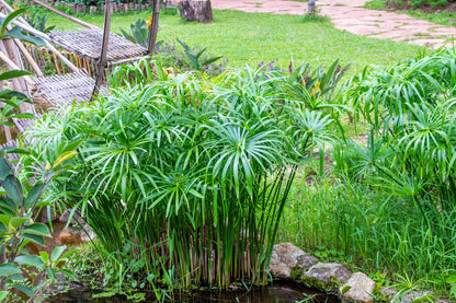 50 UMBRELLA PLANT CYPERUS Alternifolius Papyrus Grass Umbrella Palm Flower Seeds