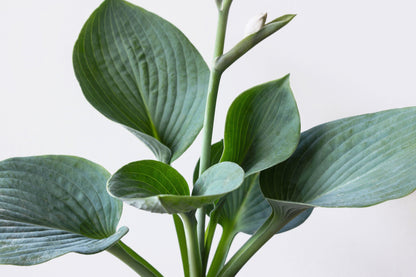 10 HOSTA ELEGANS Shade Lover Flower Seeds