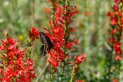 200 STANDING CYPRESS (Scarlet Gilia) Ipomopsis Rubra Flower Seeds