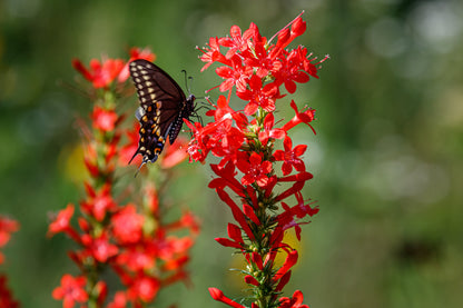 200 STANDING CYPRESS (Scarlet Gilia) Ipomopsis Rubra Flower Seeds