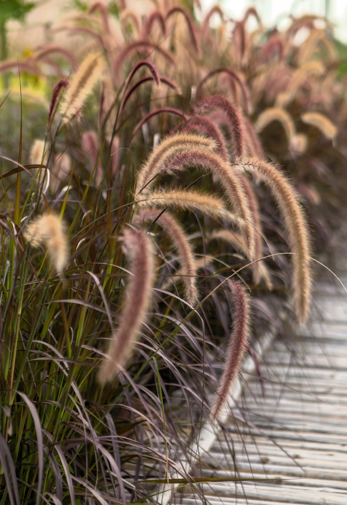 25 PURPLE FOUNTAIN GRASS Ornamental Pennisetum Setaceum Dark Burgundy Flower Seeds
