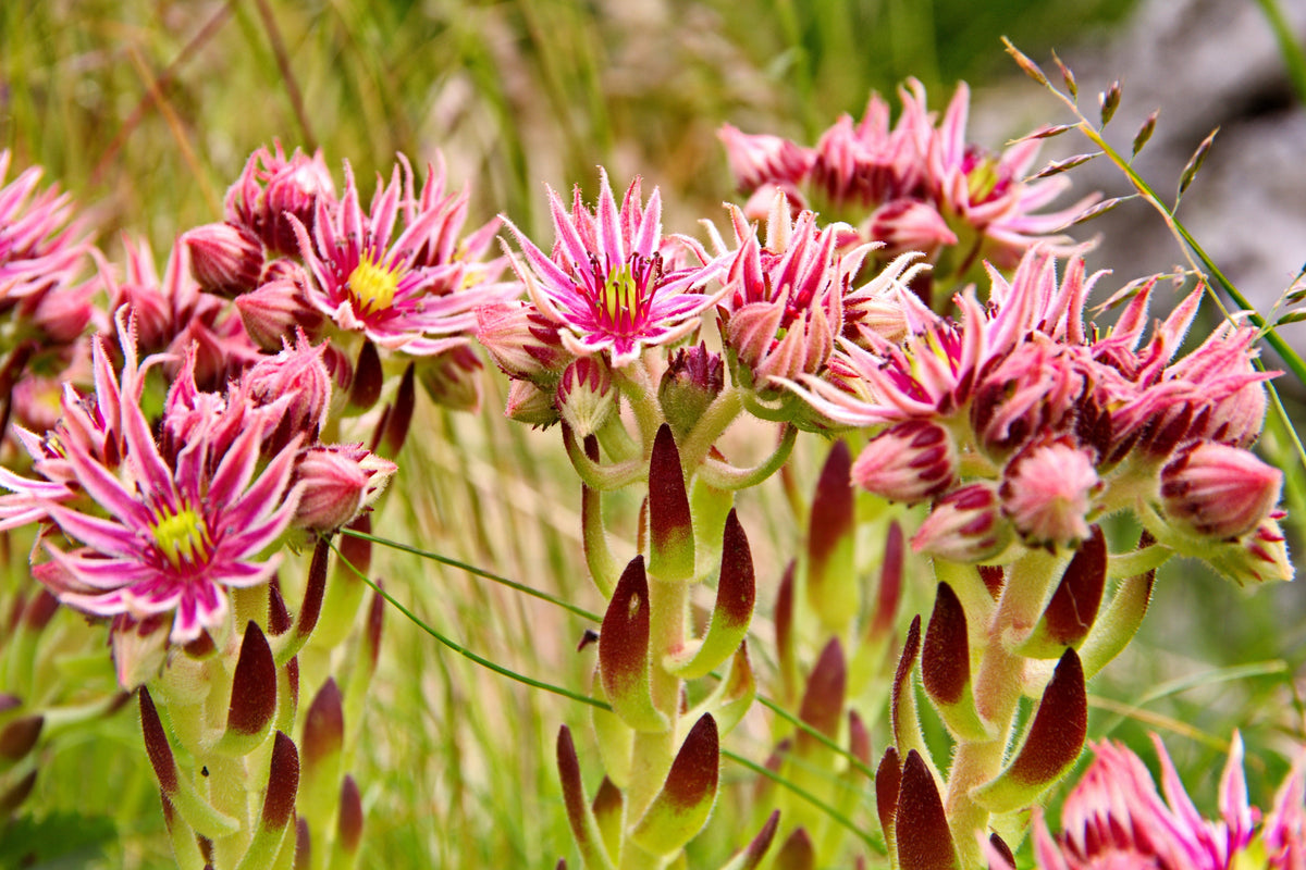 50 MOUNTAIN HOUSELEEK Hens & Chicks Sempervivum Montanum Green Red / Pink Flower Houseplant Seeds