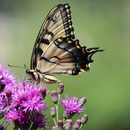 250 PURPLE IRONWEED Prairie Vernonia Fasciculata Flower Seeds