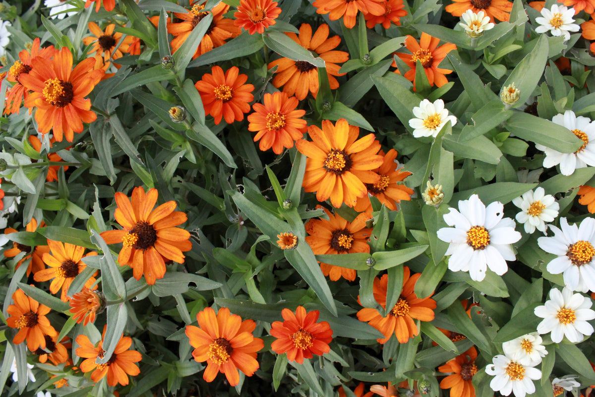 250 Mixed Colors CLASSIC ZINNIA Linearis Angustifolia Narrow Leaf Creeping Mexican Flower Seeds