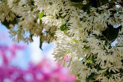 3 FRINGE TREE Chionanthus Virginicus Old Man's Beard White Flower Seeds