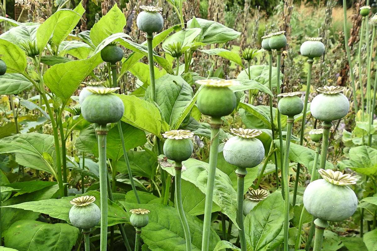 1000 POPPY " THE GIANT " Papaver Giganteum Pink & Purple Huge Pods Flower Seeds
