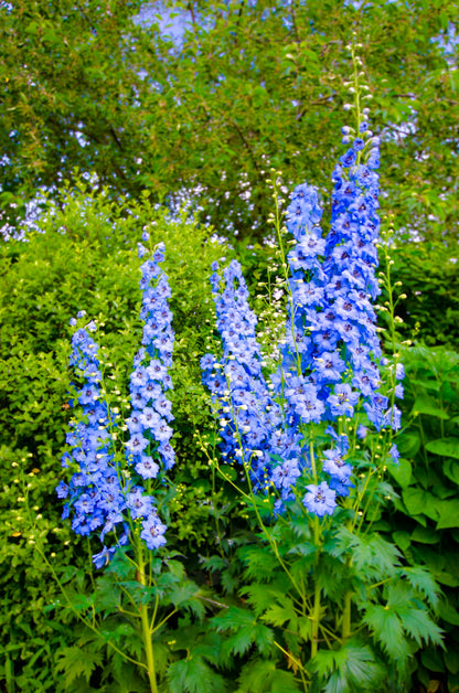 350 Blue with Pink ROCKET LARKSPUR DELPHINIUM Consolida Ajacis Seeds