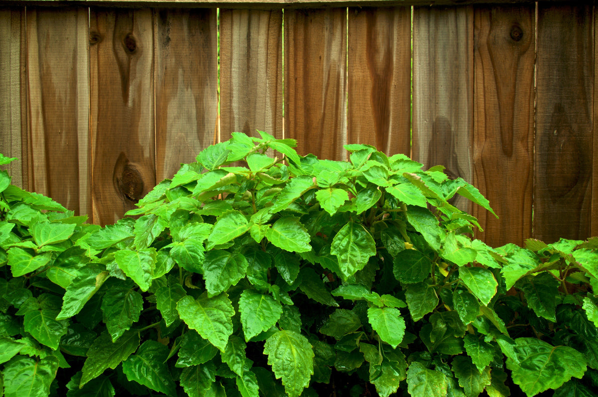 Five true patchouli shrub Pogostemon cablin herb seed packets with pink-white flowers background