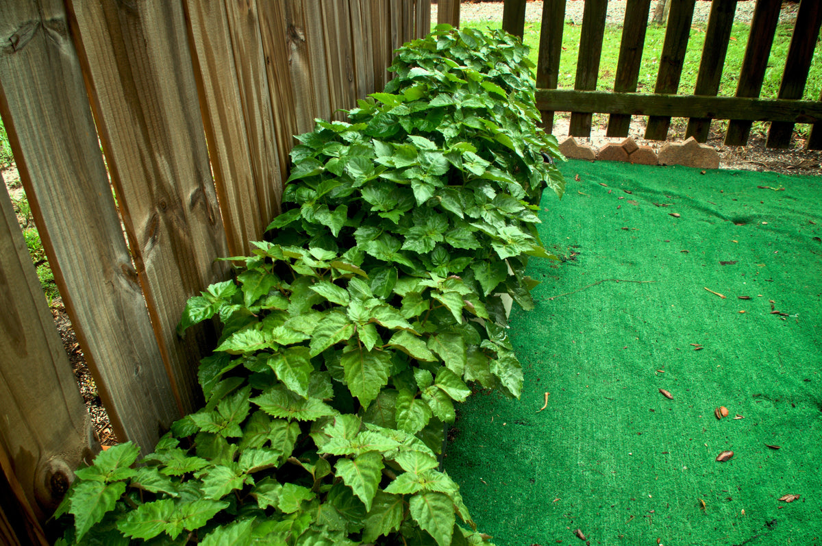 5 TRUE PATCHOULI SHRUB Fragrant Patchouly Pogostemon Cablin Herb Seeds