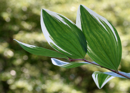 15 Variegated SOLOMONS SEAL Polygonatum Biflorum Canaliculatum Flower Seeds