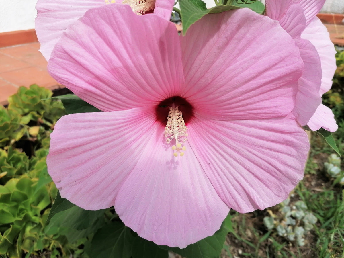 25 MIXED LUNA HIBISCUS Moscheutos Hardy Mixed Colors - Red, Hot Pink, Pink & White Swirl, and White Flower Seeds