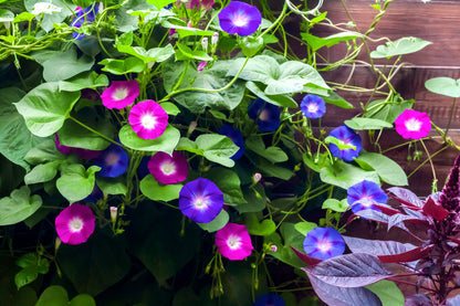 50 Mixed Colors MORNING GLORY Ipomoea Purpurea Vine Flower Seeds