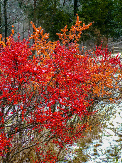 50 WINTERBERRY Holly Ilex Verticillata - Candian Holly  / Fever Bush / Black Alder Tree Shrub Red Berry White Flower Seeds