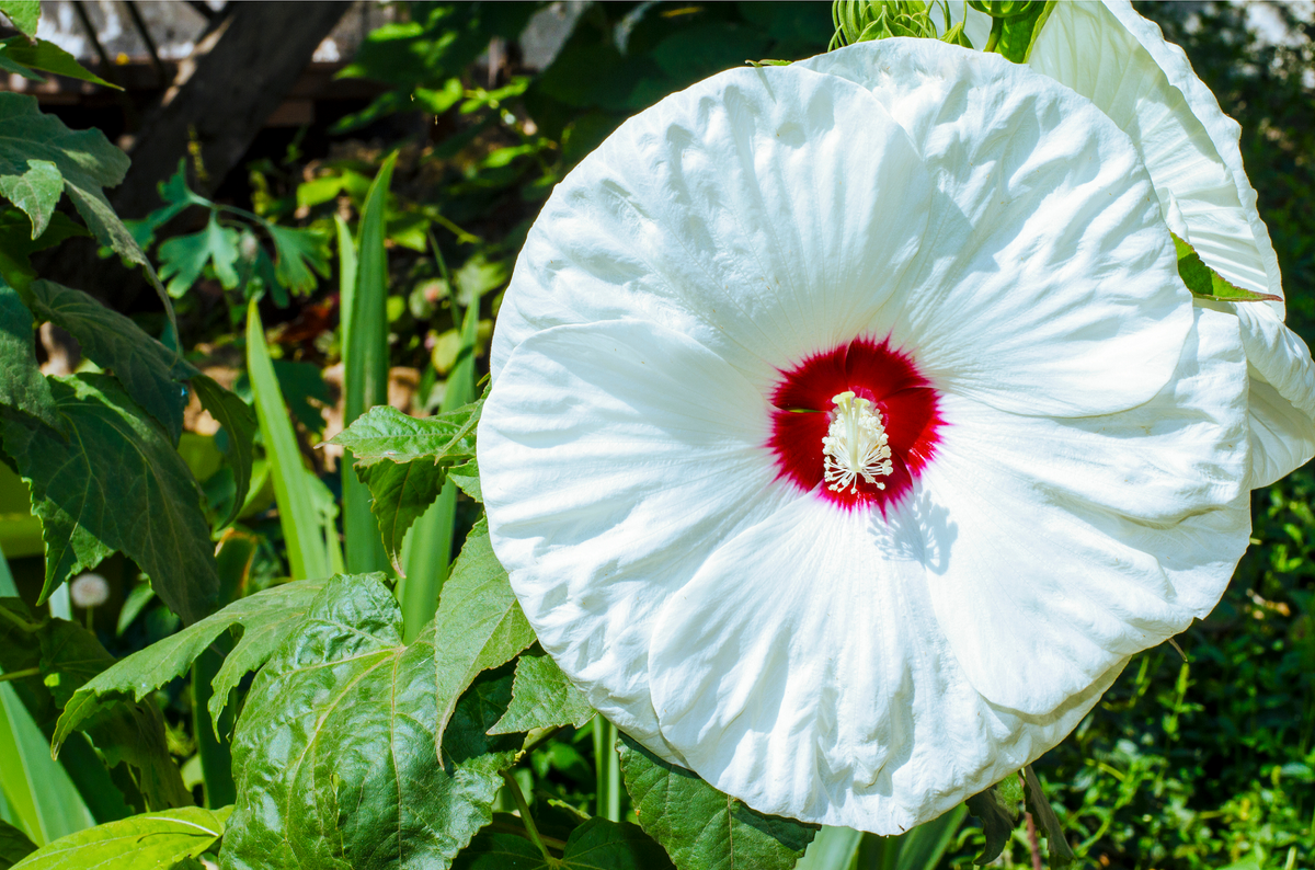 25 MIXED LUNA HIBISCUS Moscheutos Hardy Mixed Colors - Red, Hot Pink, Pink & White Swirl, and White Flower Seeds