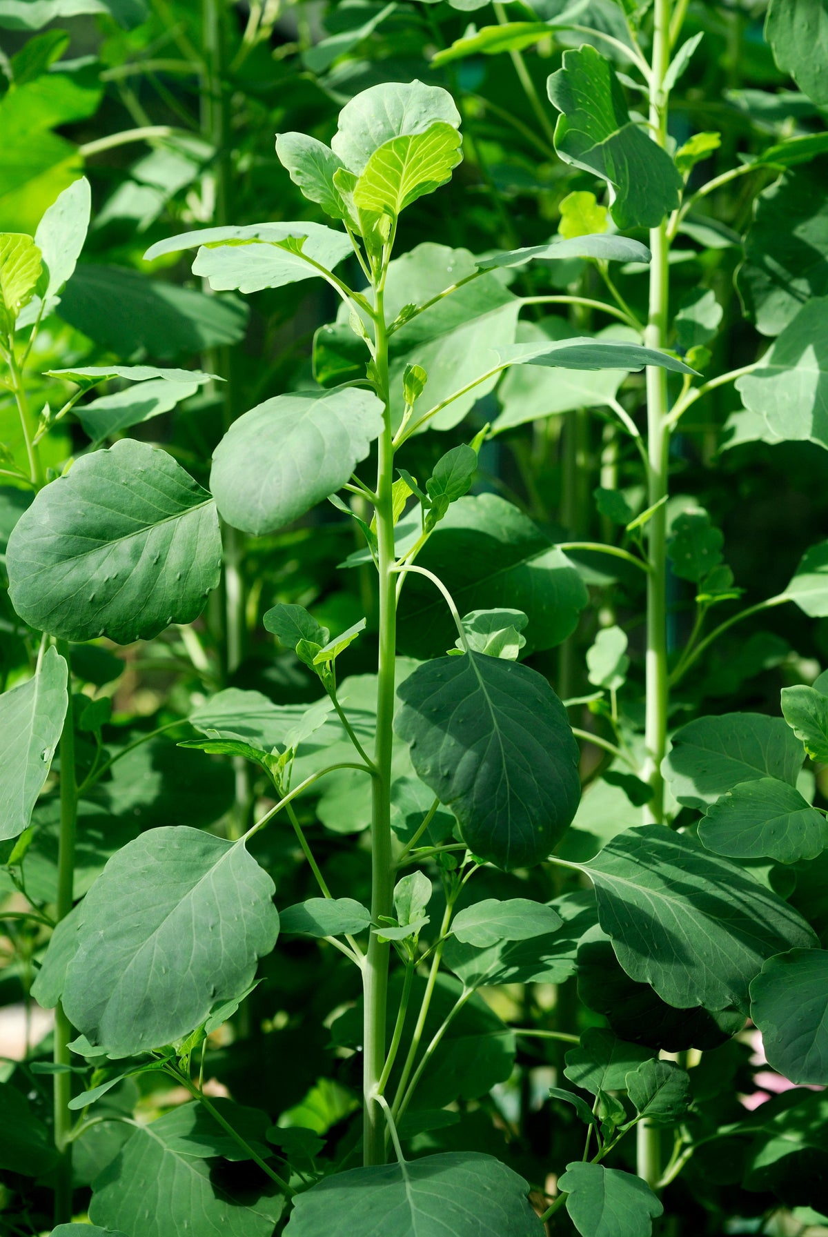 25 PAPALO Yerba Porosa, Summer Cilantro, Bolivian Coriander, Porophyllum Ruderale Culinary Herb Seeds