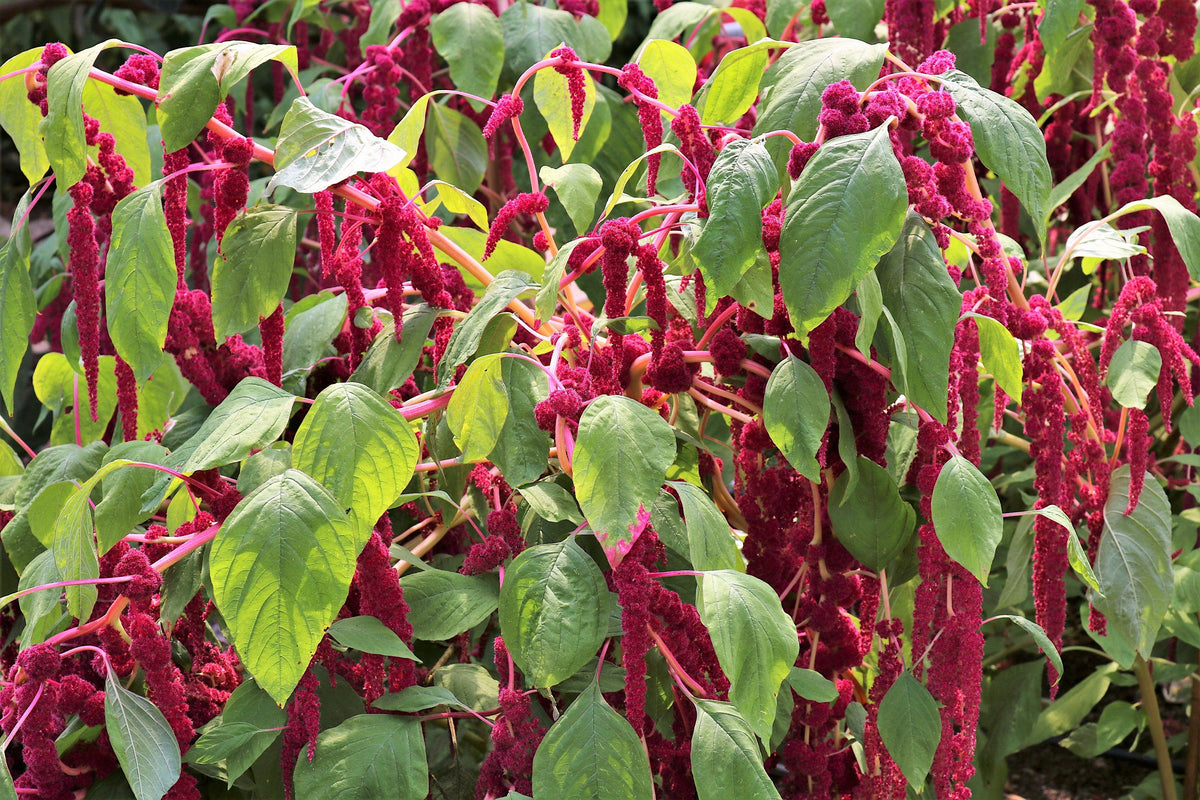 500 LOVE LIES BLEEDING Amaranthus Caudatus (Kiss Me Over The Garden Gate) Flower Seeds