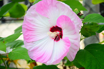 10 Luna PINK SWIRL Hardy HIBISCUS Moscheutos Flower Seeds