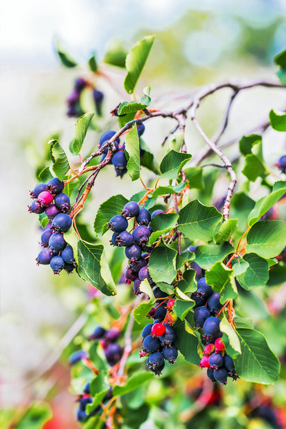 20 SASKATOON SERVICEBERRY aka Western, Pacific, Juneberry, Shadbush Amelanchier Alnifolia Native Edible Purple Berry Fruit White Flower Shrub Seeds