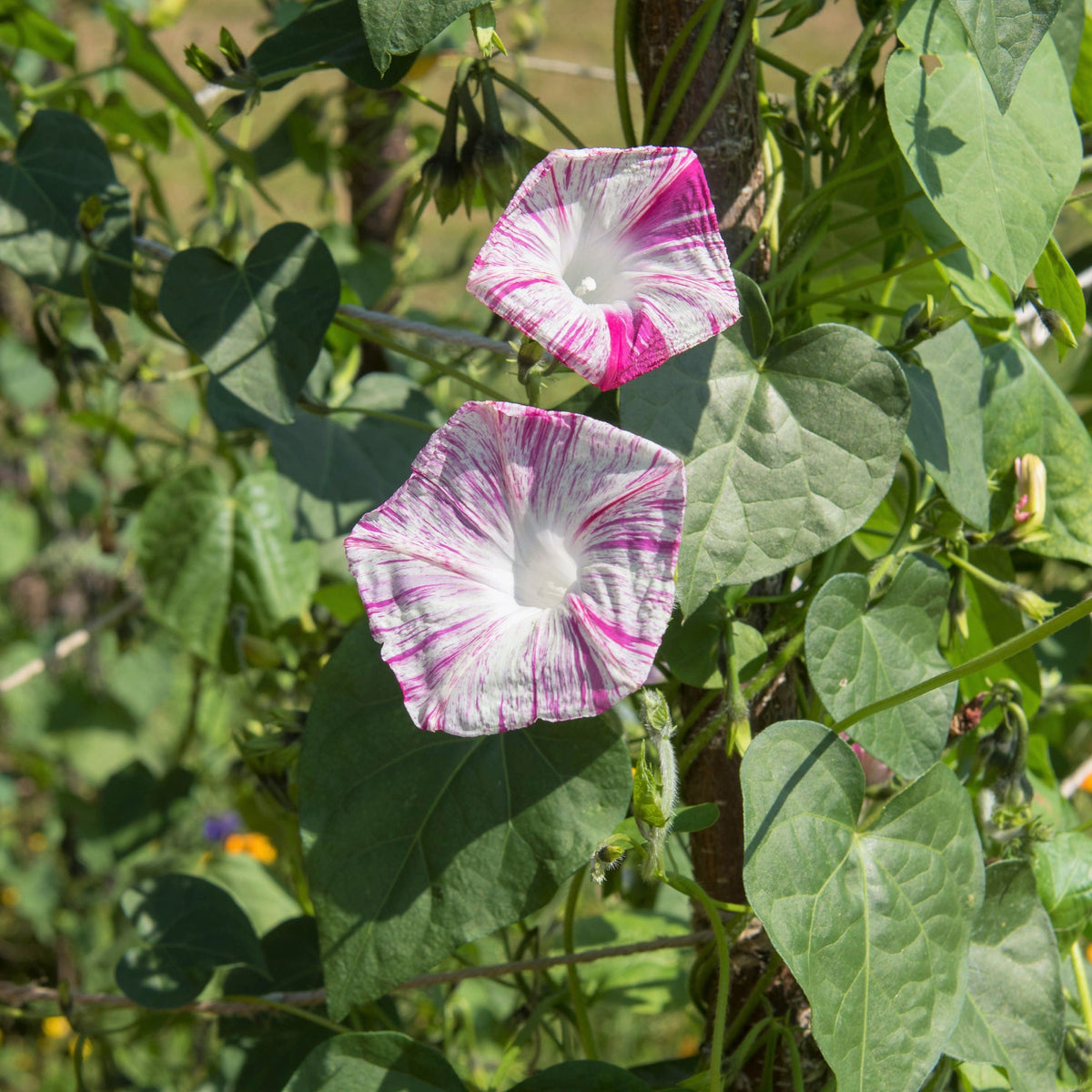 40 CARNEVALE di VENEZIA MORNING GLORY Pink & Purple with White Stripes Ipomoea Purpurea Flower Vine Seeds