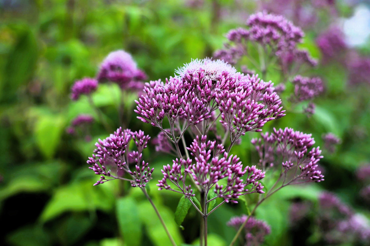 50 Mixed Colors JOE PYE WEED Eupatorium Maculatum Flower Seeds