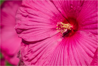 25 MIXED LUNA HIBISCUS Moscheutos Hardy Mixed Colors - Red, Hot Pink, Pink & White Swirl, and White Flower Seeds