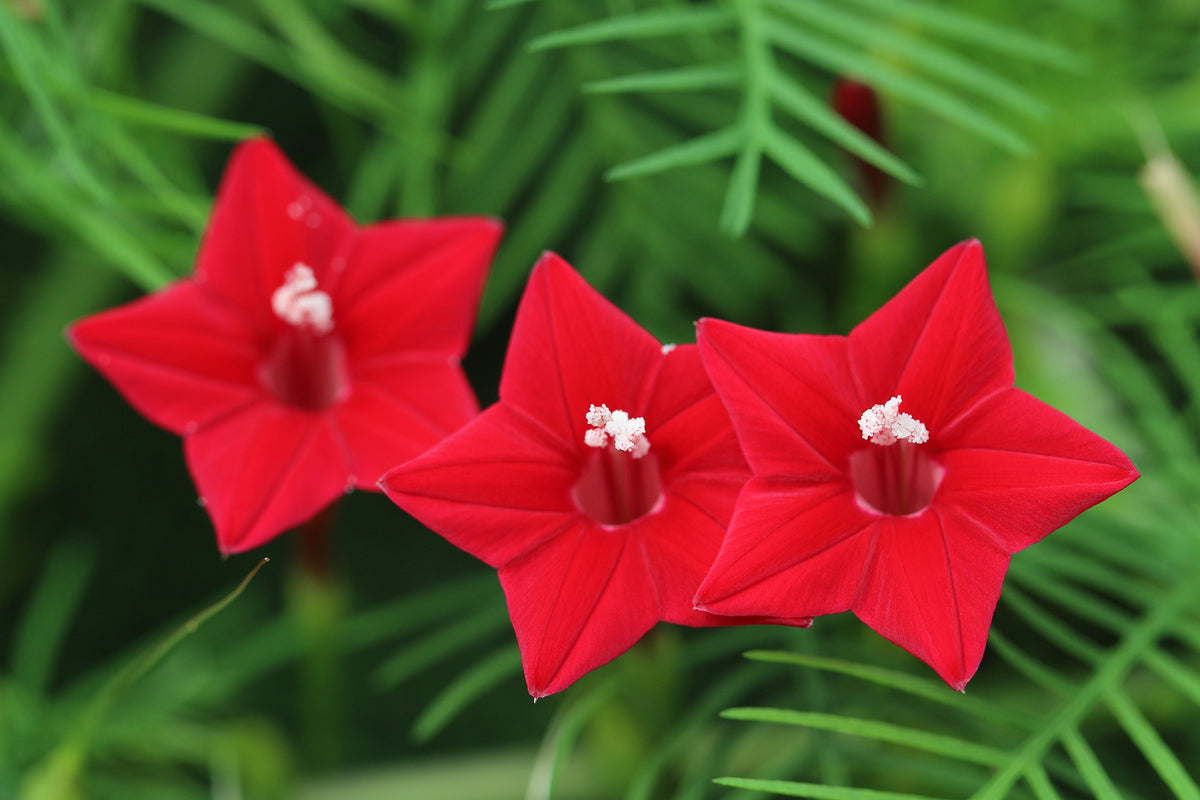 50 CYPRESS VINE MIX Ipomoea Quamoclit Convolvulus Hummingbird Star Morning Glory Cardinal Creeper Flower Seeds - Mixed Colors Red Pink White