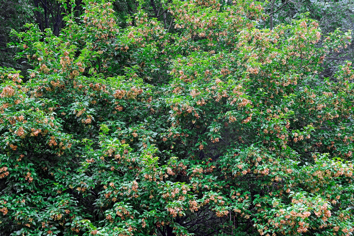 20 Tatarian FLAME MAPLE TREE Red Acer Tataricum Seeds
